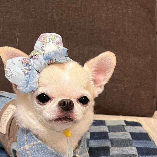 人気No.1 セミオーダー】ゆめふわリボン 犬用リボン ペット服 犬服・アクセサリー