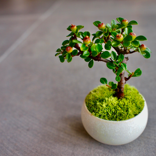 紅紫檀｜ミニ盆栽｜お花と実が楽しめます｜紅葉もキレイ｜再販