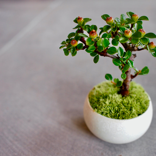 力蔵 小品盆栽 花台 紫檀 卓 ミニ盆栽 盆栽小鉢 植木鉢 ミニ鉢