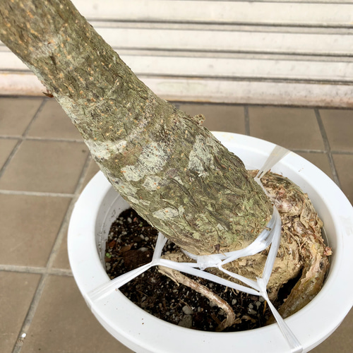 実生 曲がり樹形 パキラ その他インテリア雑貨 PLANTS SHOP OLIVE 通販