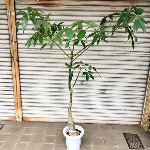 実生 曲がり樹形 パキラ その他インテリア雑貨 PLANTS SHOP OLIVE 通販