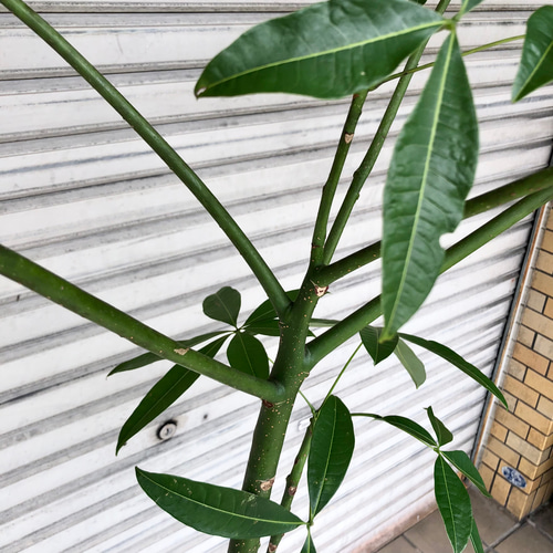 店舗 東京 - 【綺麗な樹形♥】パキラ 実生 曲がり - 定価 通販:8442円