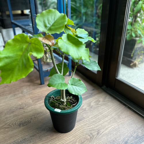 観葉植物】フィカス ハートリーフ ウンベラータ 5号 622 送料無料