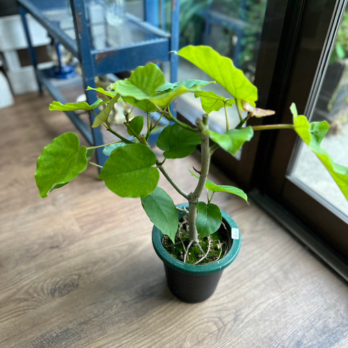 観葉植物】フィカス ハートリーフ ウンベラータ 5号 622 送料無料