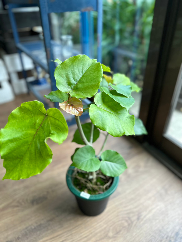 観葉植物】フィカス ハートリーフ ウンベラータ 5号 622 送料