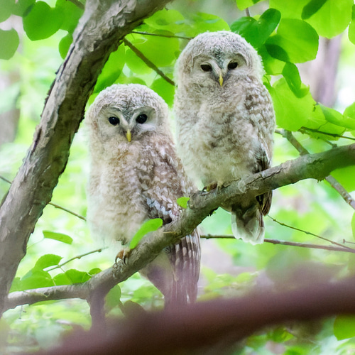 Amazon.co.jp: ウービア 切り株にとまるフクロウ 26×14.5×32