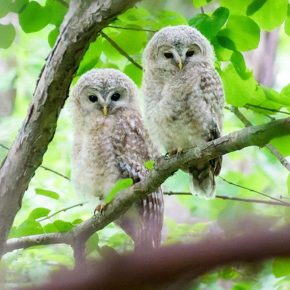 フクロウの雛兄弟。北海道野鳥写真 2枚目の画像