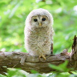 フワフワ、モフモフ。森のフクロウの雛・北海道野鳥写真 2枚目の画像