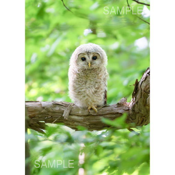 フワフワ、モフモフ。森のフクロウの雛・北海道野鳥写真 1枚目の画像
