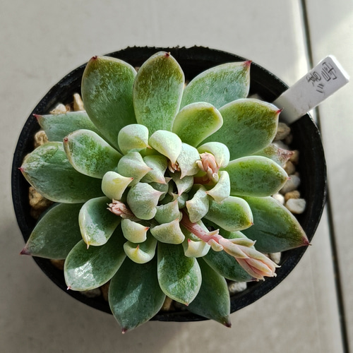 独特な 26#多肉植物アエオニウム錦❤カルミン*エメラルド錦❤️1大頭 アエオニウム