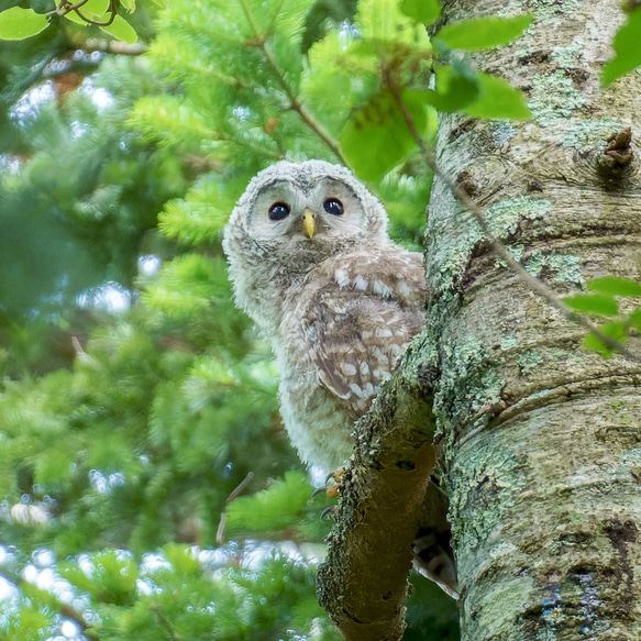 森のフクロウの雛・北海道野鳥写真 2枚目の画像