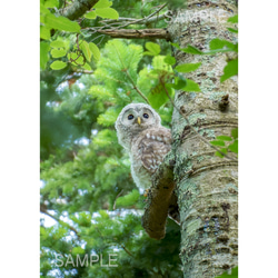 森のフクロウの雛・北海道野鳥写真 1枚目の画像