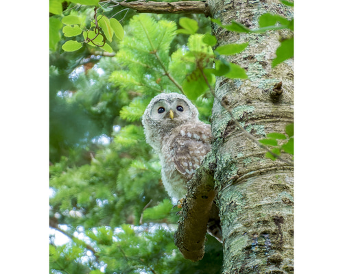 森のフクロウ e99179715ea60bc14424de92047e6a