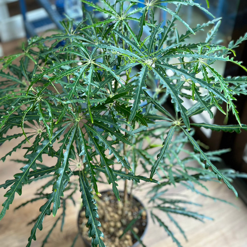 観葉植物】アラレア 6号 801 送料無料 その他インテリア雑貨 花 千の草