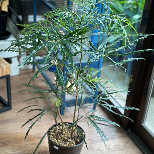 観葉植物】アラレア 6号 801 送料無料 その他インテリア雑貨 花 千の草