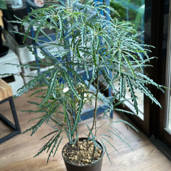 アラレア 250923 アラレア 250923 アラレア グリーンエレガンス 6号(1