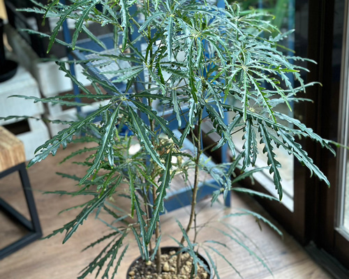 アラレア　250923 アラレア 250923 - メルカリ