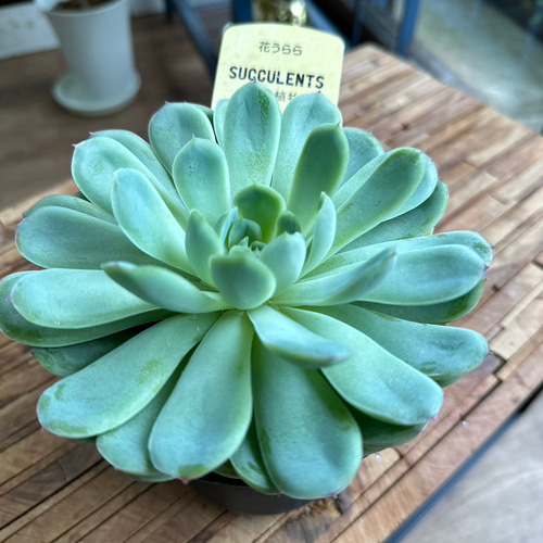 青緑色の多肉植物*4 人気の多肉植物の種類7選！＜簡単