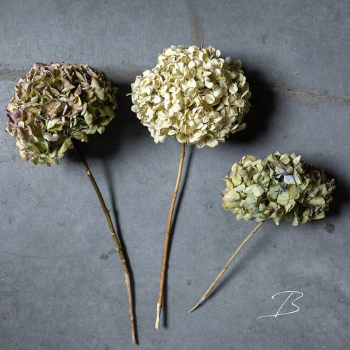 アジサイ 3色セット　8本 アジサイ 3色セット 8本 あじさい8枚入 | 鎌倉紅谷 公式