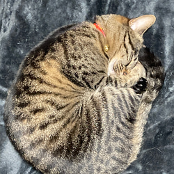 和風　猫の首輪　子猫から小柄な成猫用　唐草・緑 5枚目の画像