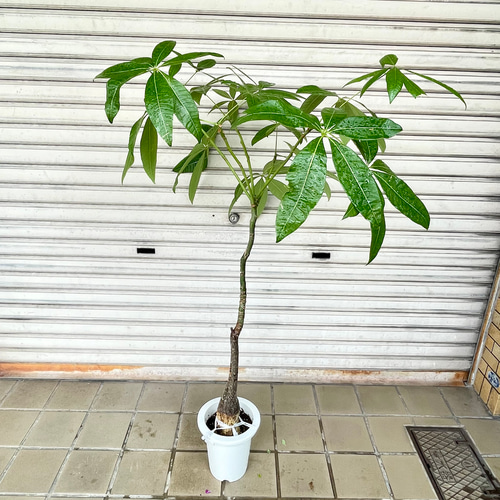 真っ直ぐ樹形 実生 パキラ その他インテリア雑貨 PLANTS SHOP OLIVE