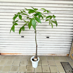 光触媒 人工観葉植物 ウォールグリーン フェイク フラワー