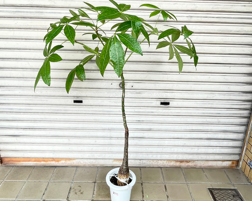 パキラの実　33個 パキラの実 33個