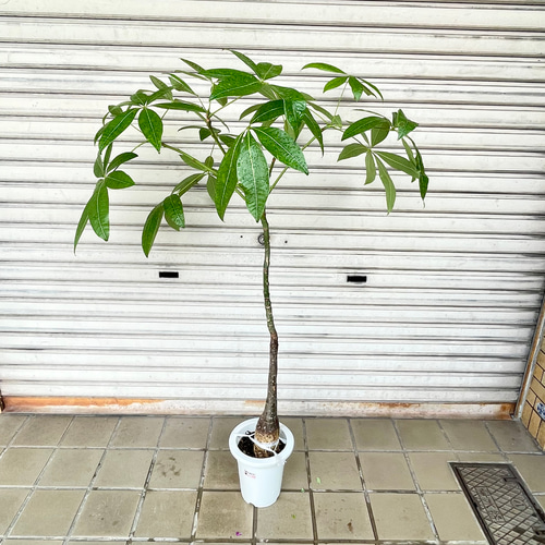 真っ直ぐ樹形 実生 パキラ その他インテリア雑貨 PLANTS SHOP OLIVE