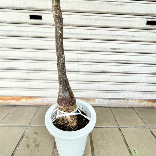 真っ直ぐ樹形 実生 パキラ その他インテリア雑貨 PLANTS SHOP