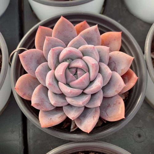 2即購入OK セット 300苗 多肉植物 エケベリア 超美苗