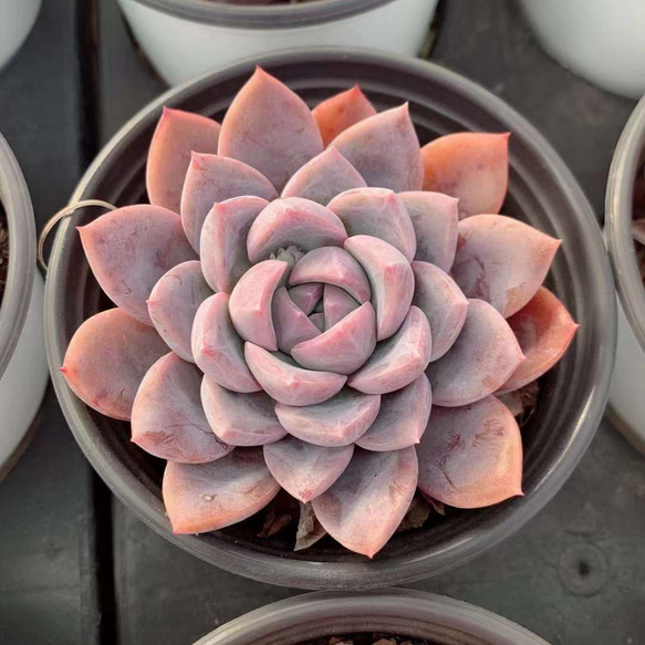 超美苗ケラリアン 超美苗ケラリアン - メルカリ