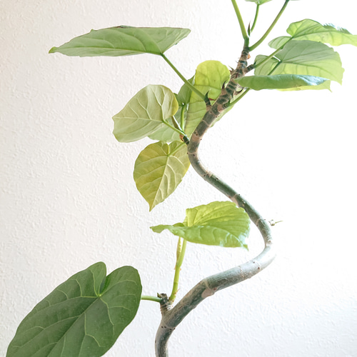 ○現品○新作○ゴムの木 曲げ木 美樹形 ”フィカス・ウンベラータ