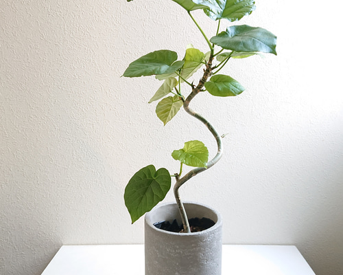 観葉植物】ウンベラータ 曲げ 寄植え 受皿付 | Pay ID