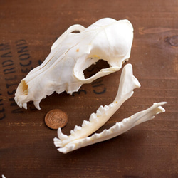 骨格標本　狐 2枚目の画像