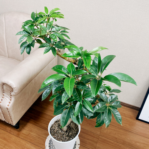 ツピタンサス ファイバー鉢 お皿付き 現品］大人気！ 2番 ツピタンサス 8号 鉢受け皿付 観葉植物 室内