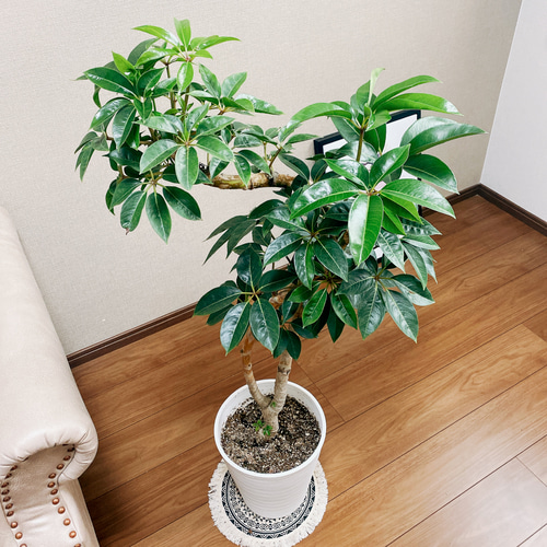 現品］大人気！ 2番 ツピタンサス 8号 鉢受け皿付 観葉植物 室内