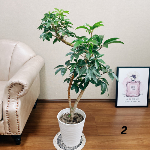 現品］大人気！ 2番 ツピタンサス 8号 鉢受け皿付 観葉植物 室内