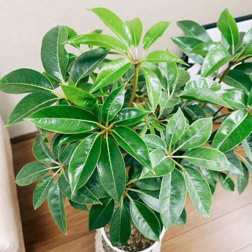 現品］大人気！ 2番 ツピタンサス 8号 鉢受け皿付 観葉植物 室内