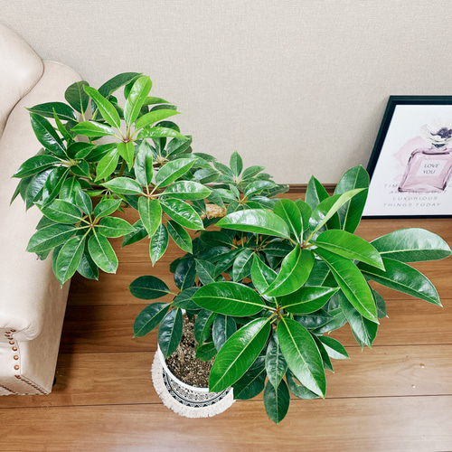 ツピタンサス ファイバー鉢 お皿付き 現品］大人気！ 2番 ツピタンサス 8号 鉢受け皿付 観葉植物 室内