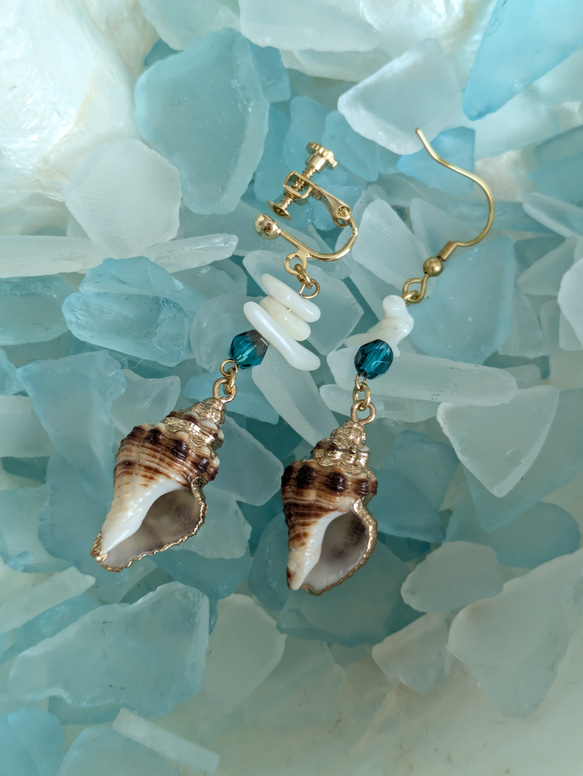 希少★珊瑚付★渦巻き＆チューブ　貝殻　 ケオン　イシカブラ　標本　パワーストーン 2025年最新】イシカブラの人気アイテム - メルカリ