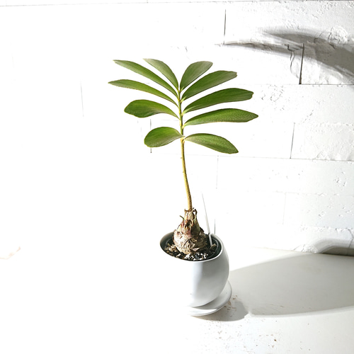 ザミア ・フルフラセア 3.5号 鉢カバーセット ザミア：フルフラセア 3