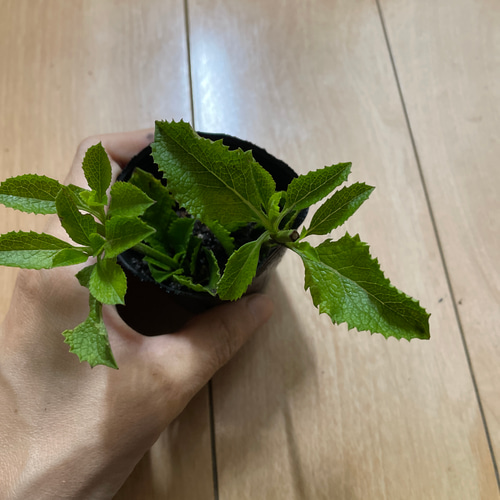 宿根サルビア アフリカンスカイ 1ポット その他素材 mofrin 通販  