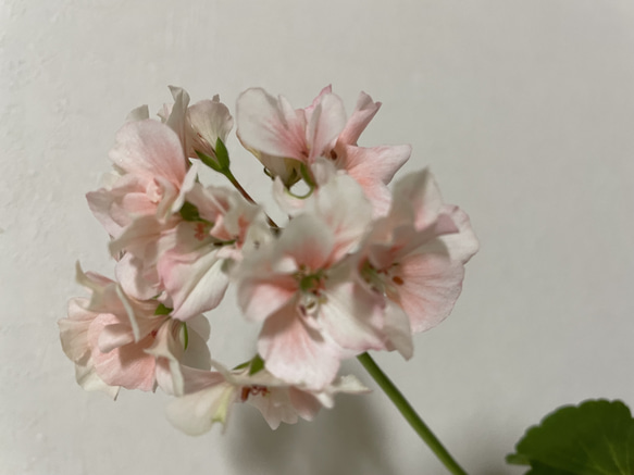 ゼラニウム 八重ピンク 挿し穂 10cm 1本 その他素材 mofrin 通販 