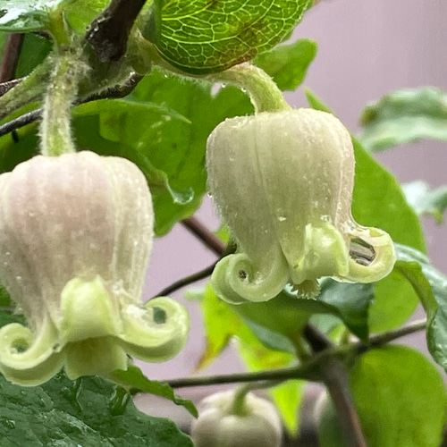 原種系壺型クレマチス ツインズ 5粒 多肉植物 植花夢 通販 原種系壺型クレマチス ツインズ 5粒 多肉植物 植花夢 通販