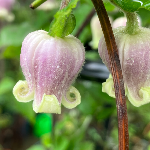 原種壺型クレマチス6年生苗 希少！クレマチス✴︎コアクチリス