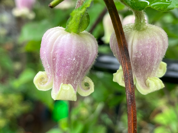 原種系壺型クレマチス ツインズ 5粒 多肉植物 植花夢 通販