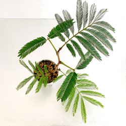エバーフレッシュ 観葉植物 約30cm 室内プレゼントにも 2枚目の画像