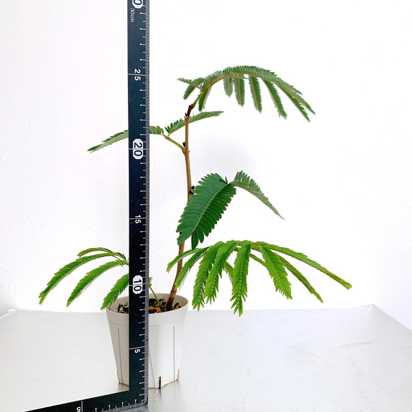 エバーフレッシュ 観葉植物 約30cm 室内プレゼントにも 6枚目の画像