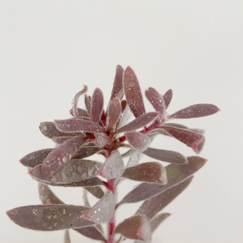 リューカデンドロン プルモサスの苗 2号 2根入り オージープランツ