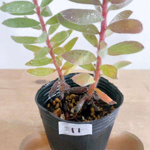 リューカデンドロン プルモサスの苗 2号 2根入り オージープランツ